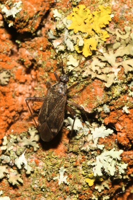 Closterotomus fulvomaculatus - komlópoloska Closterotomus fulvomaculatus - komlópoloska
