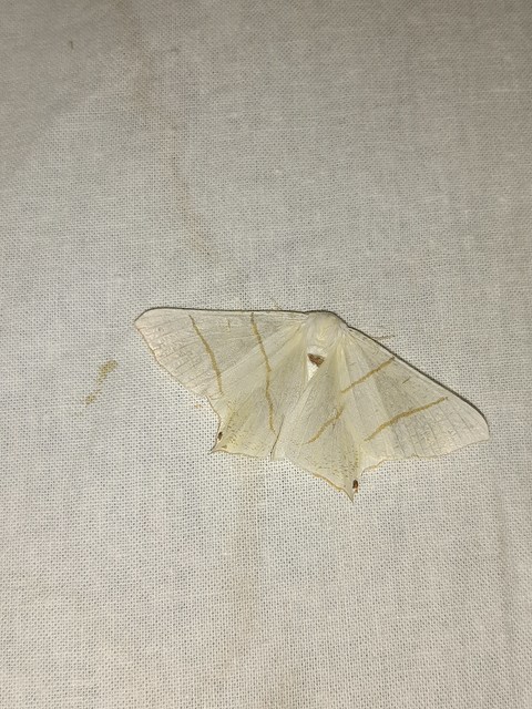 Ourapteryx sambucaria - fecskefarkú araszoló