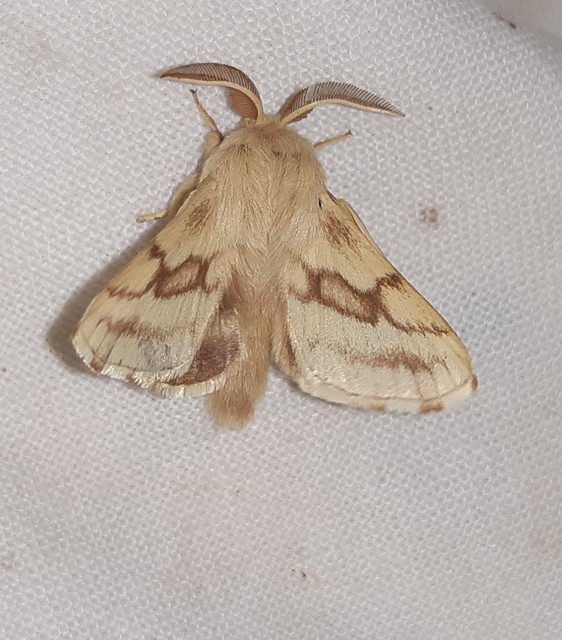 Malacosoma castrensis - kutyatejszövő