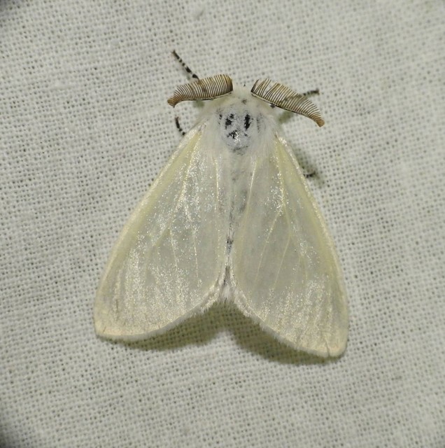 Leucoma salicis - fűzfaszövő