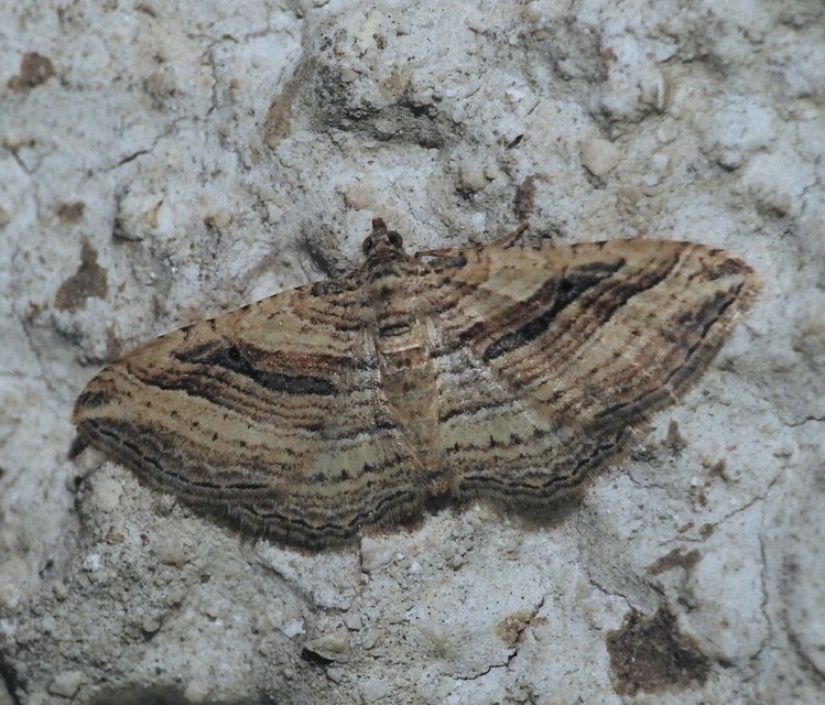 Costaconvexa polygrammata - soksávú araszoló