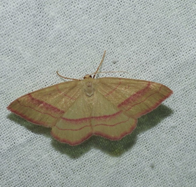 Rhodostrophia vibicaria - pirosszélű araszoló