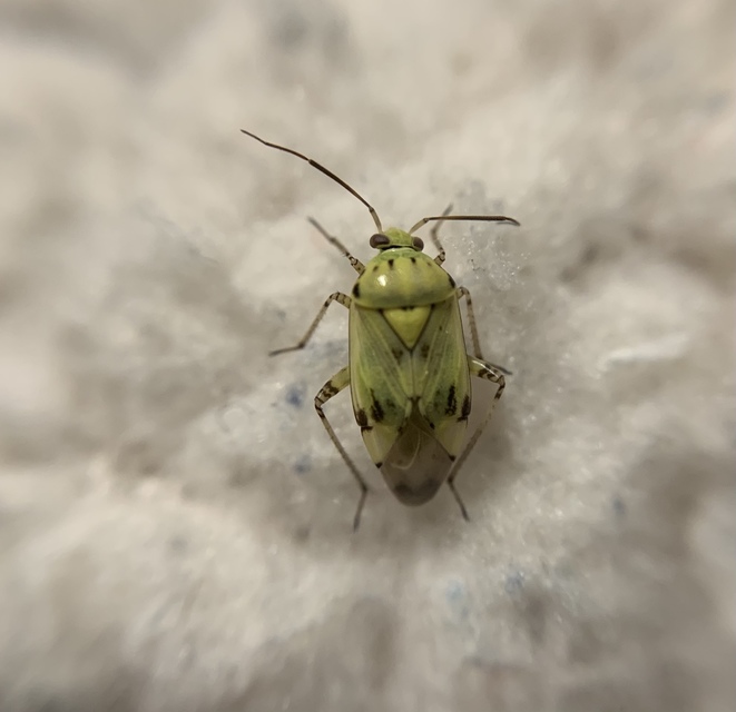 Lygus gemellatus - világoszöld mezeipoloska