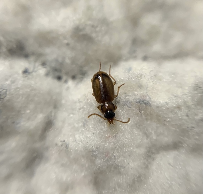 Perigona nigriceps - feketefejű komposztfutó
