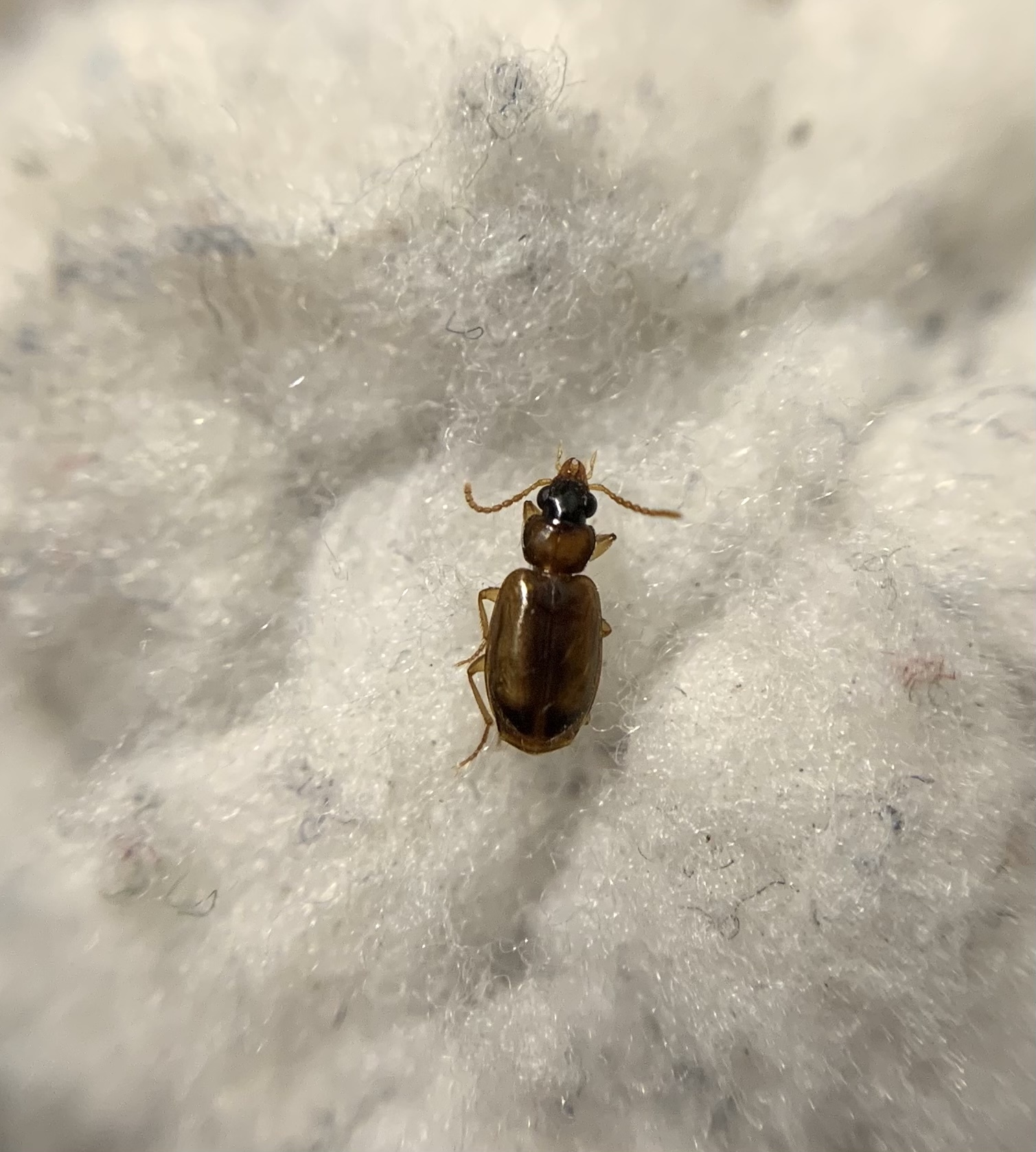 Perigona nigriceps - feketefejű komposztfutó