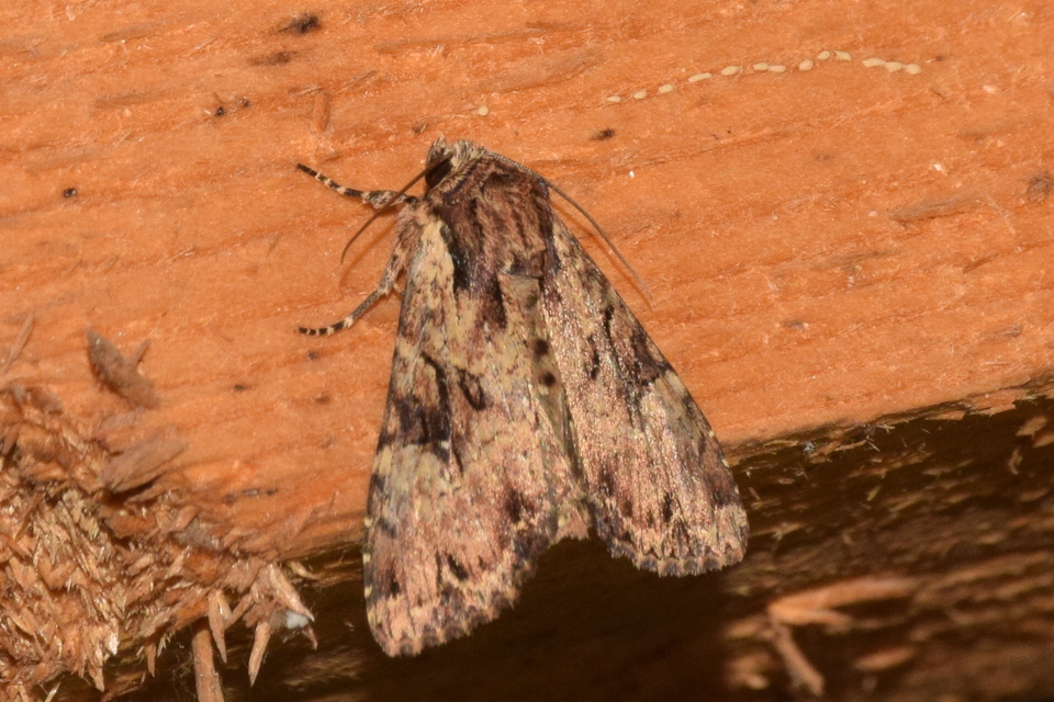 Apamea epomidion - vörösbarna dudvabagoly