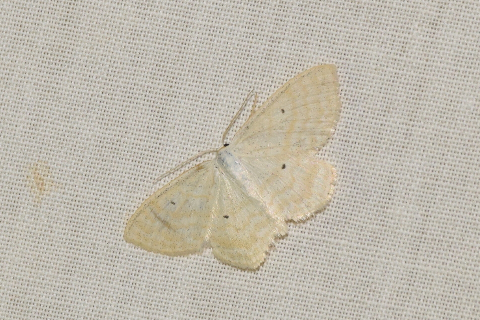 Scopula immutata - réti fehéraraszoló