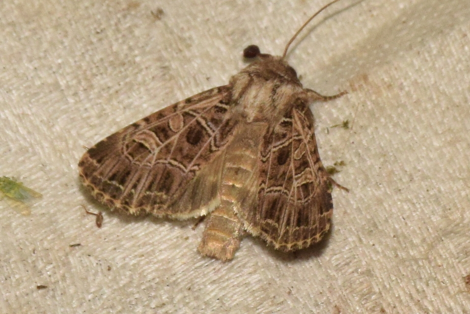 Heliophobus reticulata - fehéreres kertibagoly