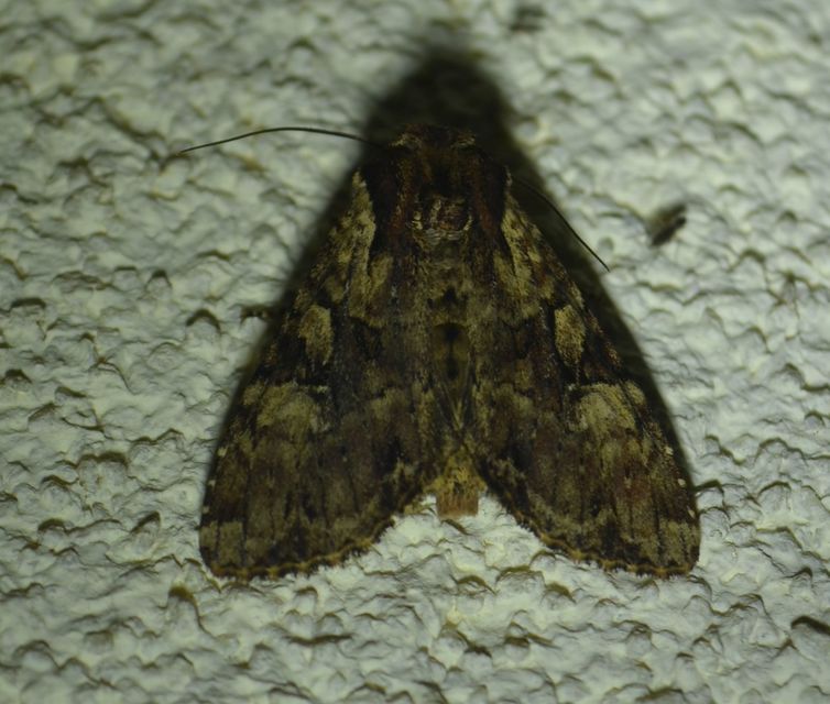 Apamea epomidion - vörösbarna dudvabagoly