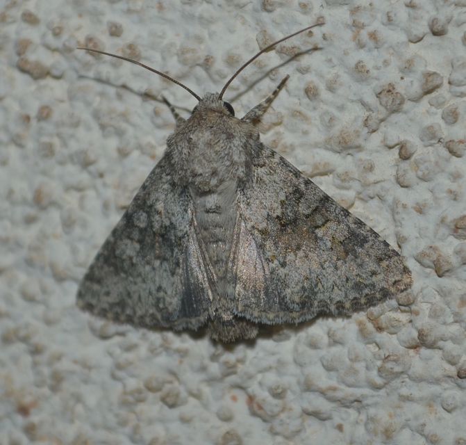 Hecatera dysodea - parajbagoly