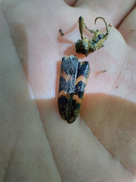 Rhagium sycophanta - tölgyes-tövisescincér