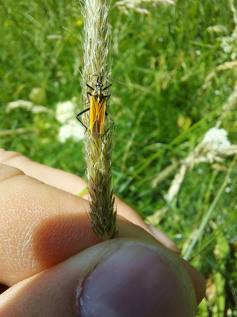Leptopterna dolabrata - közönséges mezeipoloska