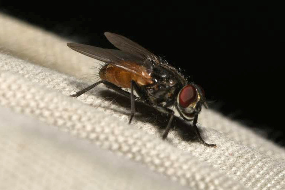 Musca domestica - házi légy