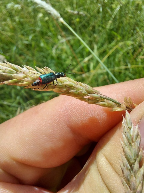Malachius bipustulatus - kétfoltos bibircsesbogár