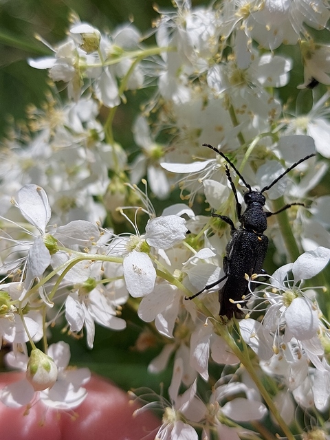 Stictoleptura scutellata - hegyi virágcincér