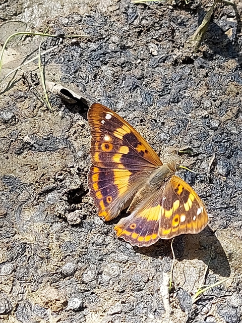 Apatura ilia - kis színjátszólepke