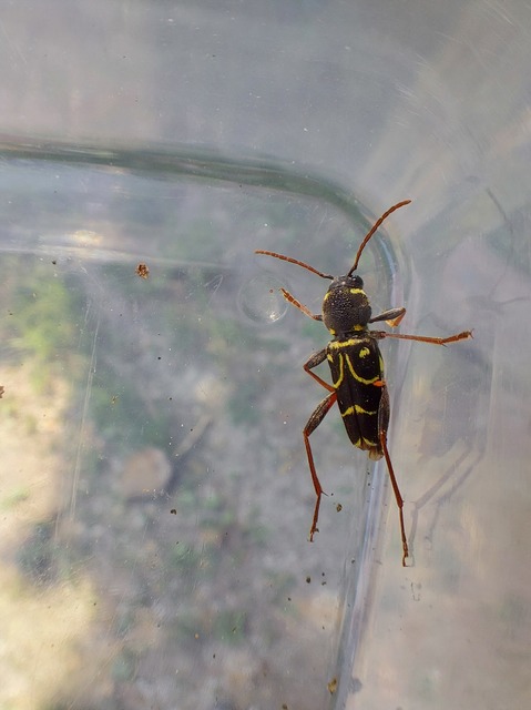 Xylotrechus antilope - fürge darázscincér
