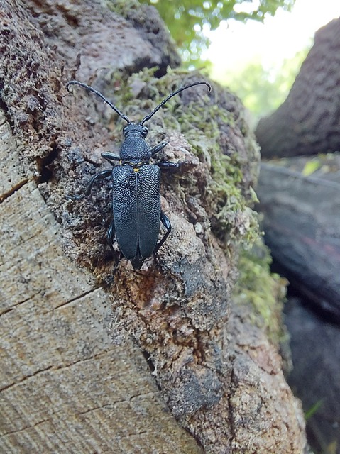 Stictoleptura scutellata - hegyi virágcincér