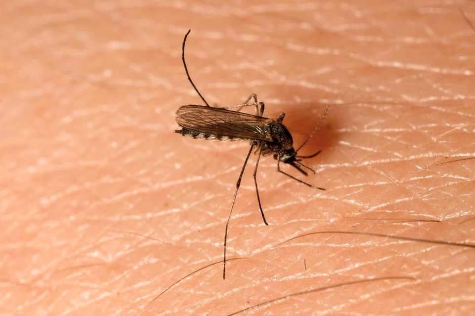 Aedes