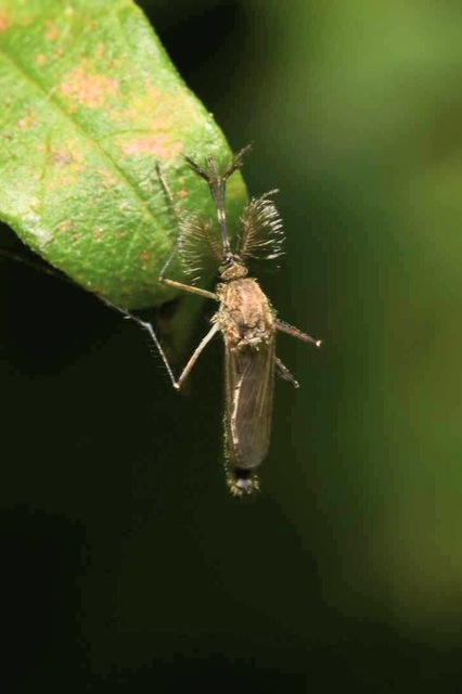 Culicidae - csípőszúnyogok
