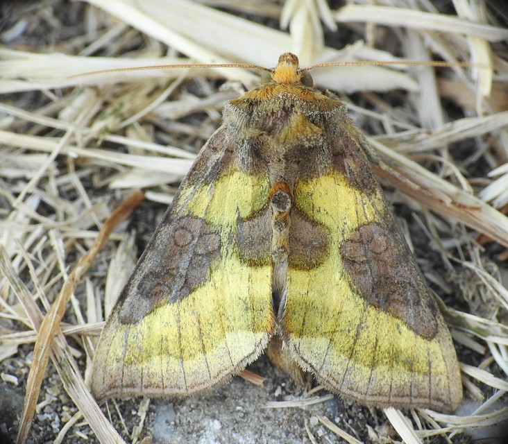 Diachrysia chrysitis - aranybagoly