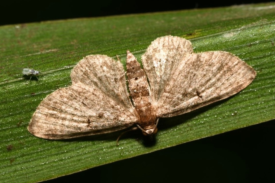 Pasiphila chloerata - hamvas törpearaszoló