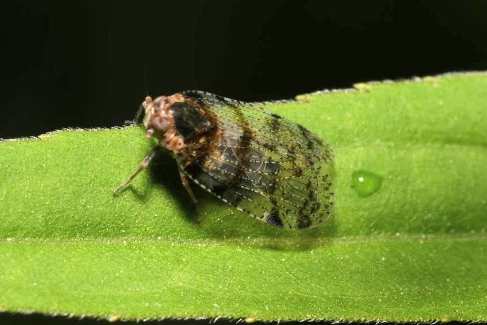 Cixius