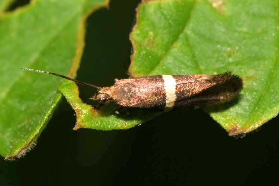 Eidophasia messingiella - kakukktormamoly