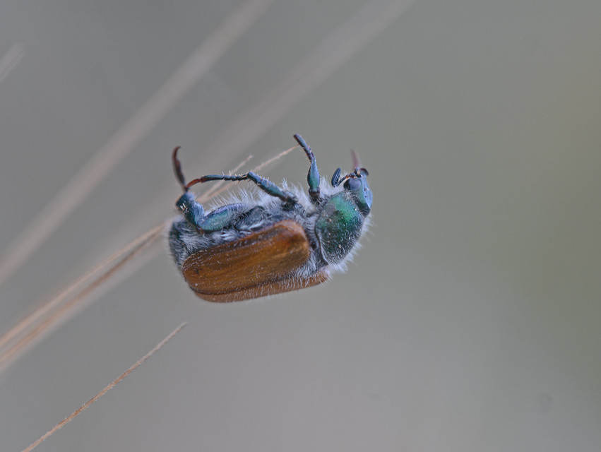 Chaetopteroplia segetum - rozsszipoly