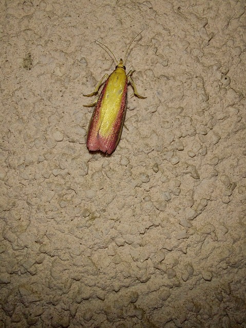 Oncocera semirubella - lucernamoly