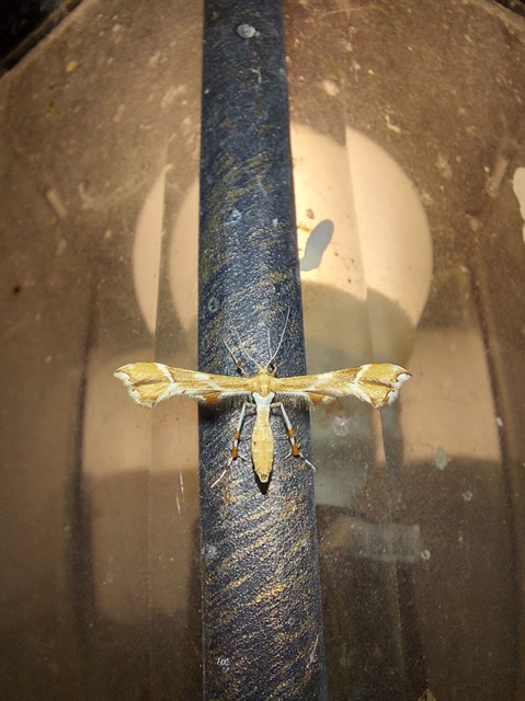 Cnaemidophorus rhododactyla - rózsabogyó-tollasmoly
