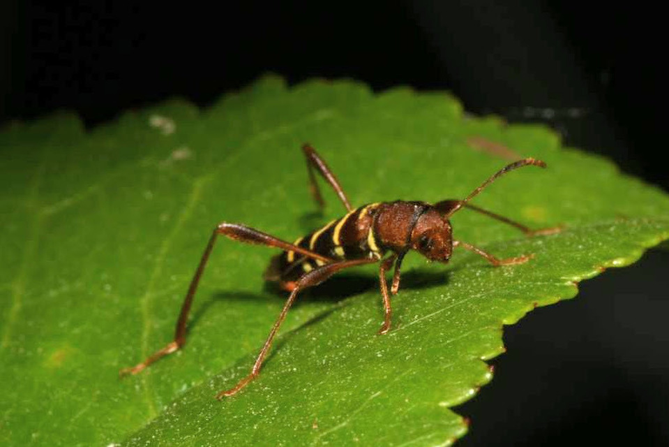 Neoclytus acuminatus - amerikai darázscincér