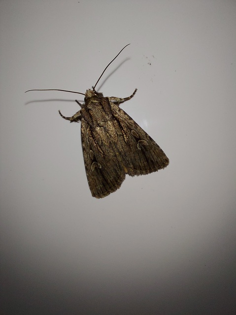 Dichagyris signifera - pompás földibagoly