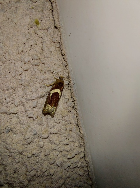 Epiblema foenella - kampósfoltú tükrösmoly