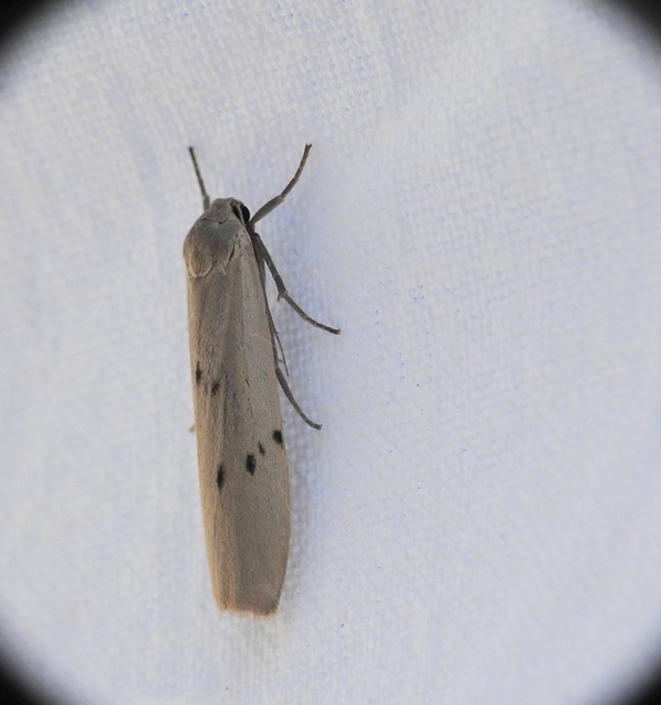 Pelosia muscerda - hamvas zuzmószövő