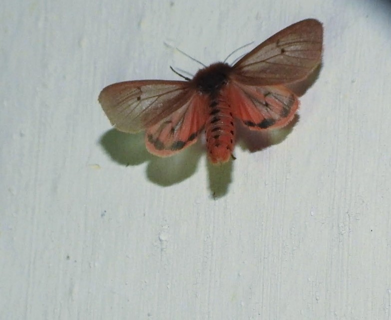 Phragmatobia fuliginosa - füstös medvelepke