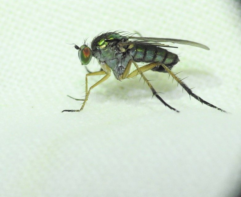 Dolichopodidae - szúnyoglábú legyek