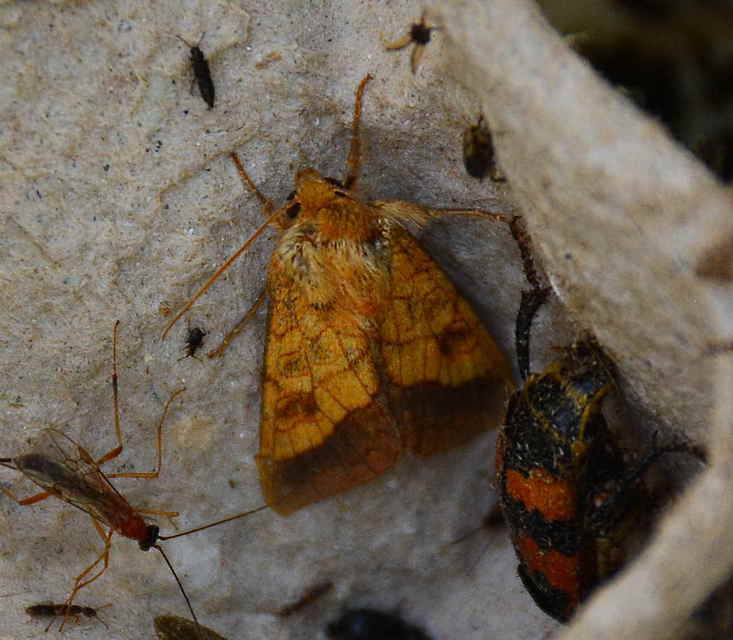 Pyrrhia umbra - iglicebagoly