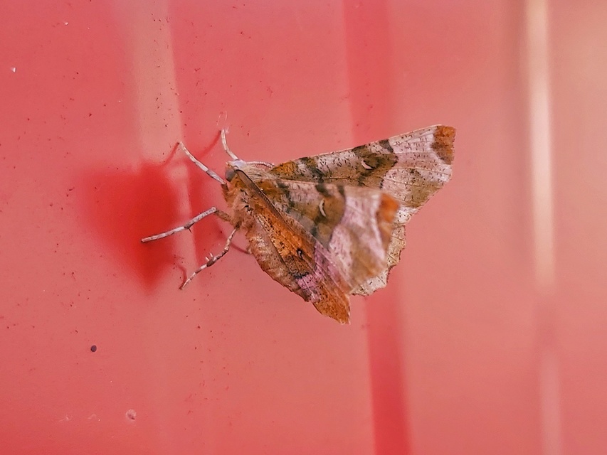 Selenia tetralunaria - négyfoltos holdasaraszoló