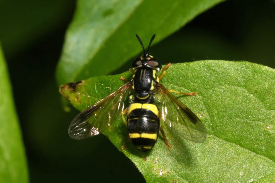 Chrysotoxum bicinctum - kétpántos öveslégy