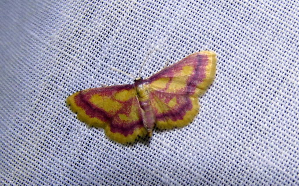 Idaea muricata - mocsári pirosaraszoló