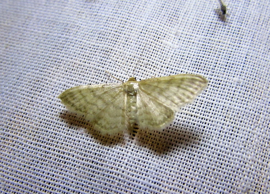 Idaea dilutaria - napvirág-apróaraszoló
