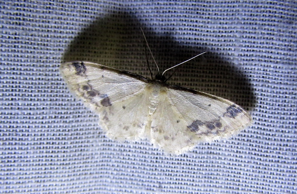 Idaea trigeminata - csúcsfoltos apróaraszoló