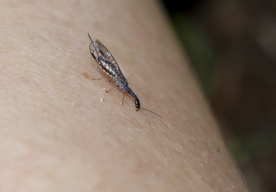 Raphidioptera - Tevenyakú-fátyolkák