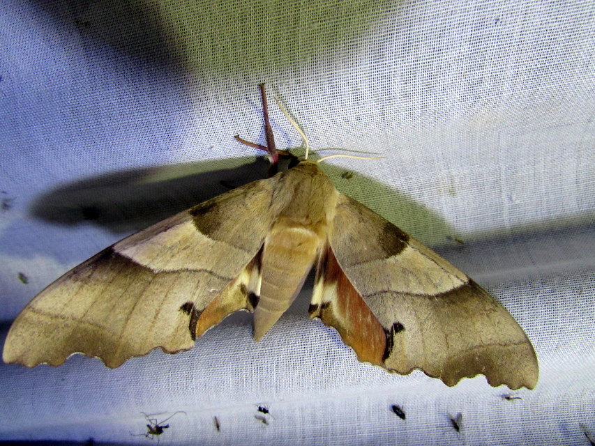 Marumba quercus - tölgyfaszender