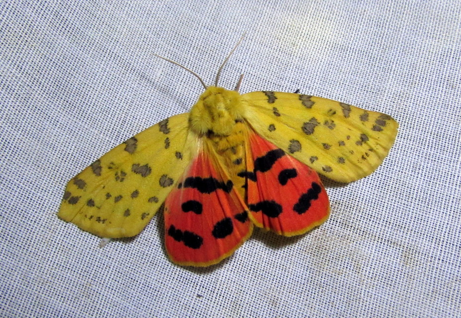Rhyparia purpurata - bíborszínű medvelepke