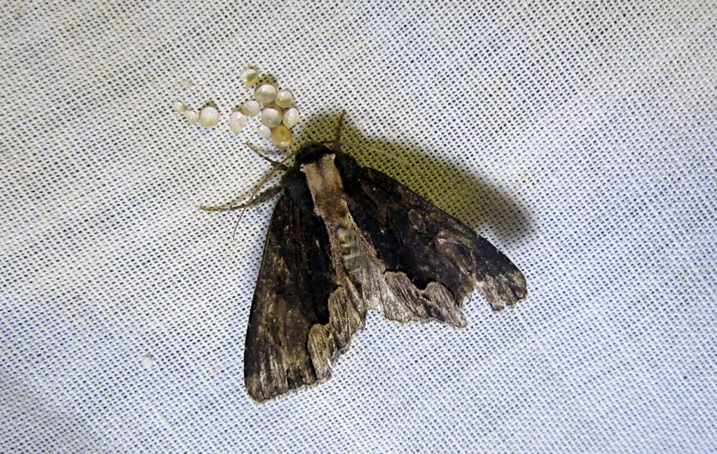 Dypterygia scabriuscula - szurokbarna nyáribagoly
