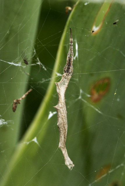 Uloborus walckenaerius - derespók