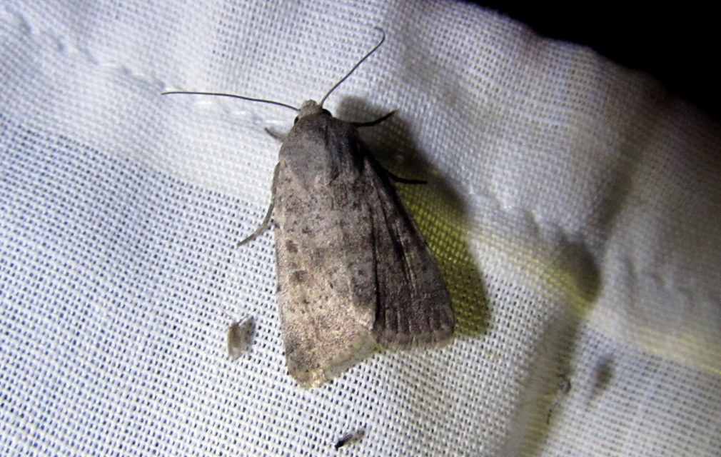 Hoplodrina respersa - bogáncs-selymesbagoly