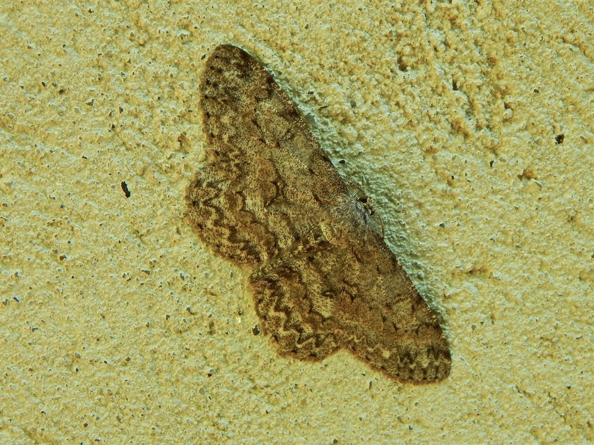 Hypomecis punctinalis - pettyes faaraszoló